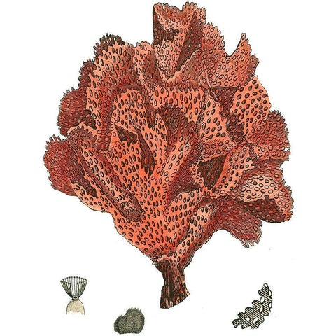 Red Coral (N) IV Gold Ornate Wood Framed Art Print with Double Matting by Vision Studio