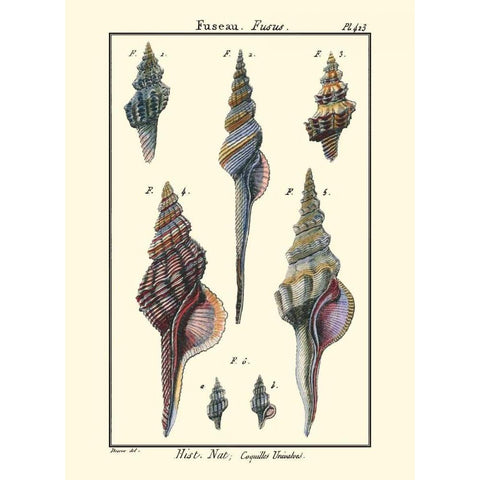 Sea Shells I Gold Ornate Wood Framed Art Print with Double Matting by Diderot, Denis