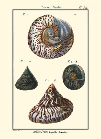 Sea Shells II White Modern Wood Framed Art Print with Double Matting by Diderot, Denis