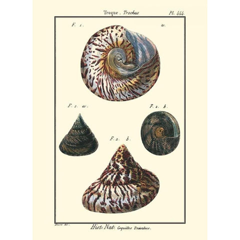 Sea Shells II Black Modern Wood Framed Art Print with Double Matting by Diderot, Denis