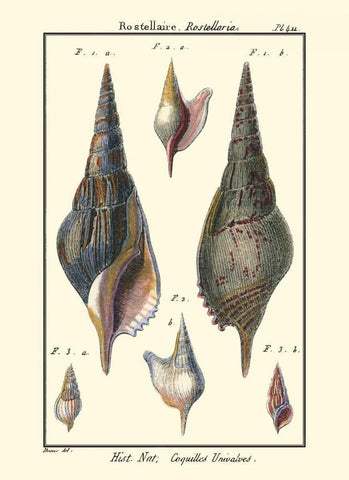 Sea Shells III White Modern Wood Framed Art Print with Double Matting by Diderot, Denis