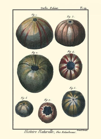 Sea Shells IV Black Ornate Wood Framed Art Print with Double Matting by Diderot, Denis