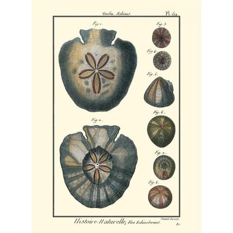 Sea Shells V Black Modern Wood Framed Art Print with Double Matting by Diderot, Denis