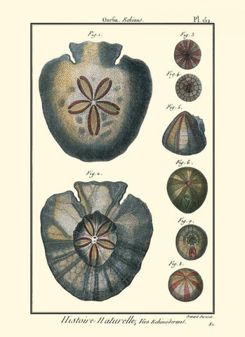 Sea Shells V White Modern Wood Framed Art Print with Double Matting by Diderot, Denis