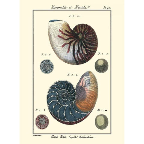 Sea Shells VI White Modern Wood Framed Art Print by Diderot, Denis