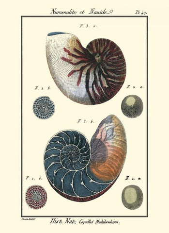 Sea Shells VI White Modern Wood Framed Art Print with Double Matting by Diderot, Denis