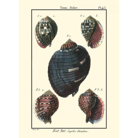 Sea Shells VII Black Modern Wood Framed Art Print with Double Matting by Diderot, Denis