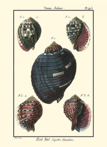 Sea Shells VII White Modern Wood Framed Art Print with Double Matting by Diderot, Denis