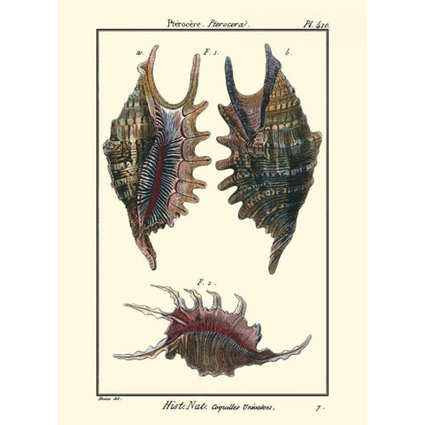 Sea Shells VIII White Modern Wood Framed Art Print by Diderot, Denis