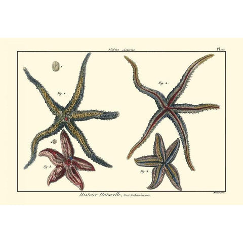 Sea Shells IX Black Modern Wood Framed Art Print with Double Matting by Diderot, Denis