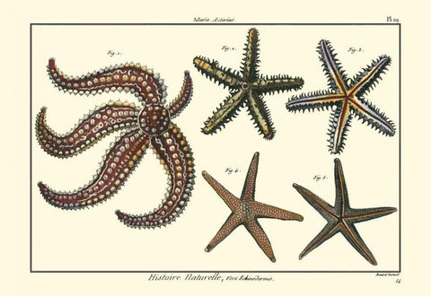 Sea Shells X White Modern Wood Framed Art Print with Double Matting by Diderot, Denis