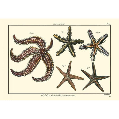 Sea Shells X Black Modern Wood Framed Art Print with Double Matting by Diderot, Denis