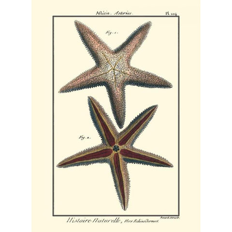 Sea Shells XI Gold Ornate Wood Framed Art Print with Double Matting by Diderot, Denis