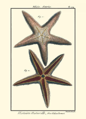 Sea Shells XI Black Ornate Wood Framed Art Print with Double Matting by Diderot, Denis