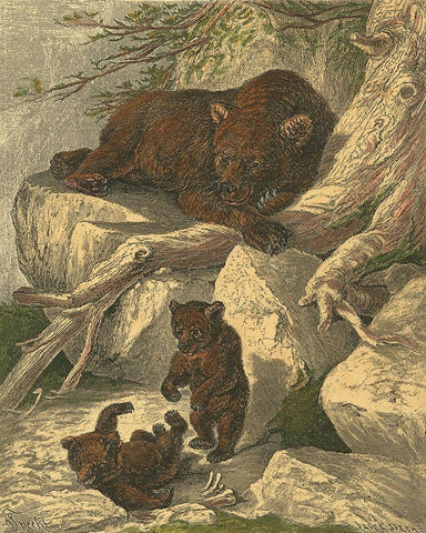 Small Brown Bear Black Ornate Wood Framed Art Print with Double Matting by Specht, Friedrich