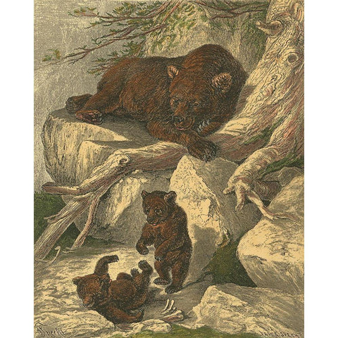 Small Brown Bear Black Modern Wood Framed Art Print by Specht, Friedrich
