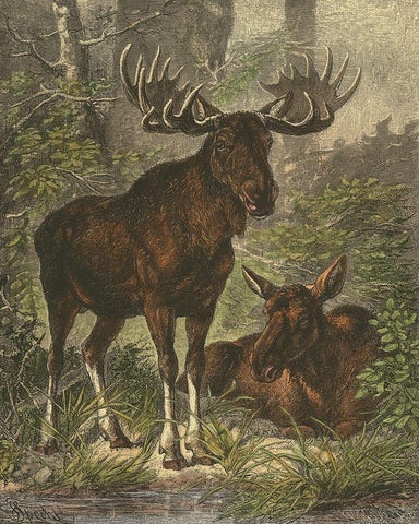 Small Moose White Modern Wood Framed Art Print with Double Matting by Specht, Friedrich