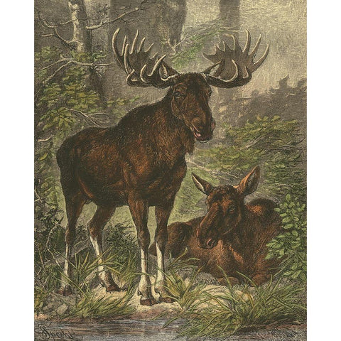 Small Moose Black Modern Wood Framed Art Print by Specht, Friedrich