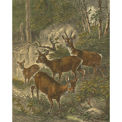 Small Roe Deer White Modern Wood Framed Art Print by Specht, Friedrich