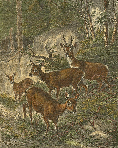 Small Roe Deer White Modern Wood Framed Art Print with Double Matting by Specht, Friedrich