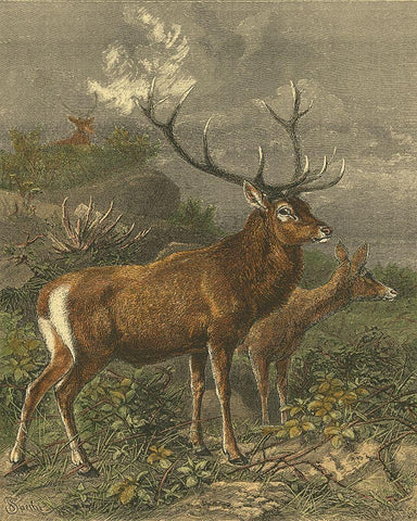Small Red Deer Black Ornate Wood Framed Art Print with Double Matting by Specht, Friedrich