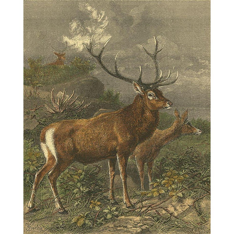 Small Red Deer Black Modern Wood Framed Art Print by Specht, Friedrich