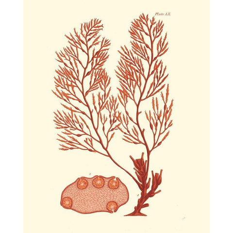 Shades of Coral II Gold Ornate Wood Framed Art Print with Double Matting by Vision Studio