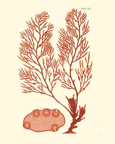 Shades of Coral II Black Ornate Wood Framed Art Print with Double Matting by Vision Studio