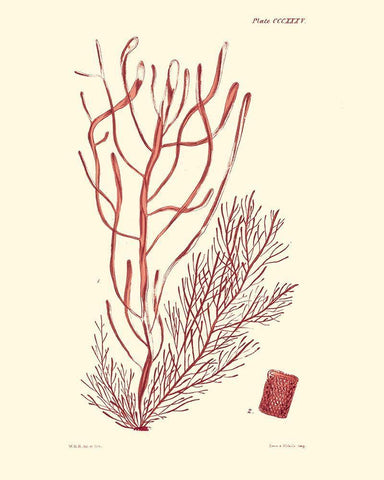 Shades of Coral III Black Ornate Wood Framed Art Print with Double Matting by Vision Studio