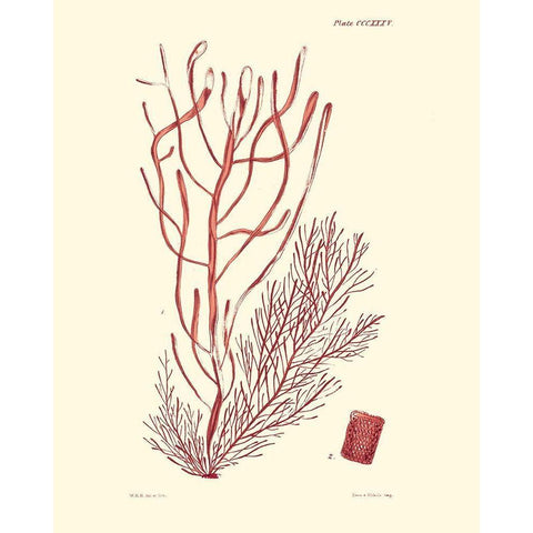 Shades of Coral III Black Modern Wood Framed Art Print by Vision Studio