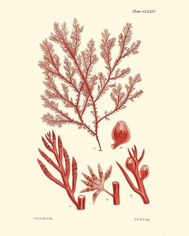 Shades of Coral IV Black Ornate Wood Framed Art Print with Double Matting by Vision Studio