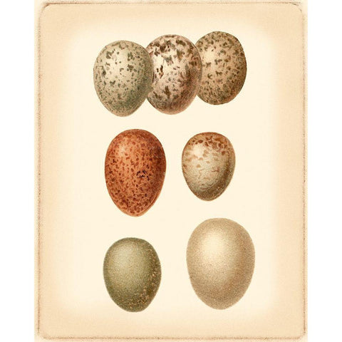Bird Egg Study I White Modern Wood Framed Art Print by Vision Studio