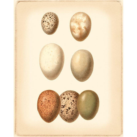 Bird Egg Study II Gold Ornate Wood Framed Art Print with Double Matting by Vision Studio