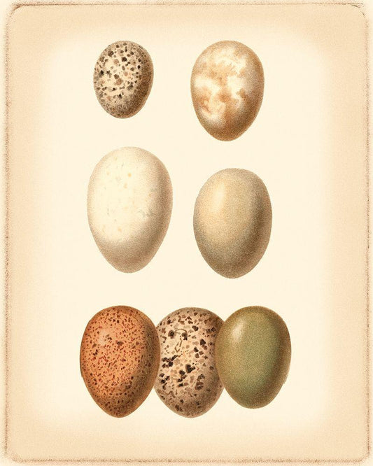 Image Only
