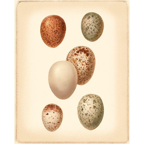 Bird Egg Study III Gold Ornate Wood Framed Art Print with Double Matting by Vision Studio