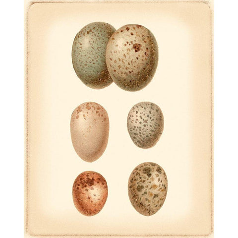 Bird Egg Study IV White Modern Wood Framed Art Print by Vision Studio