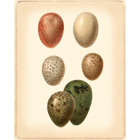 Bird Egg Study VI Gold Ornate Wood Framed Art Print with Double Matting by Vision Studio