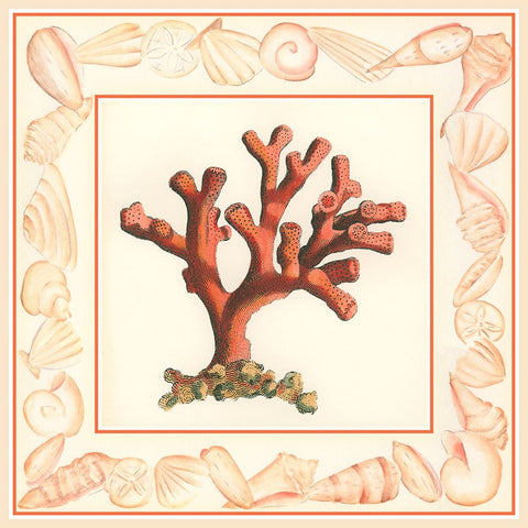 Coral with Shell Border I Black Ornate Wood Framed Art Print with Double Matting by Vision Studio