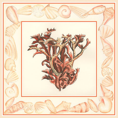 Coral with Shell Border III Black Ornate Wood Framed Art Print with Double Matting by Vision Studio