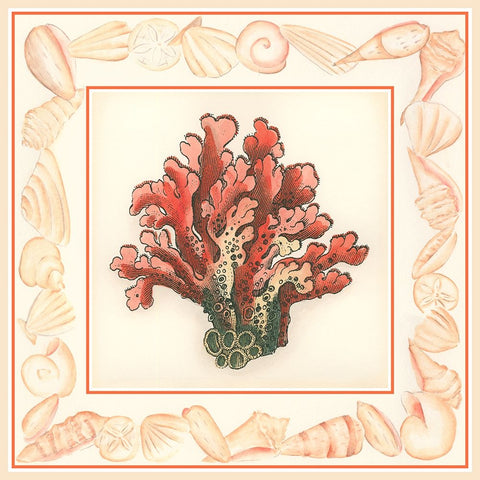 Coral with Shell Border IV Black Ornate Wood Framed Art Print with Double Matting by Vision Studio