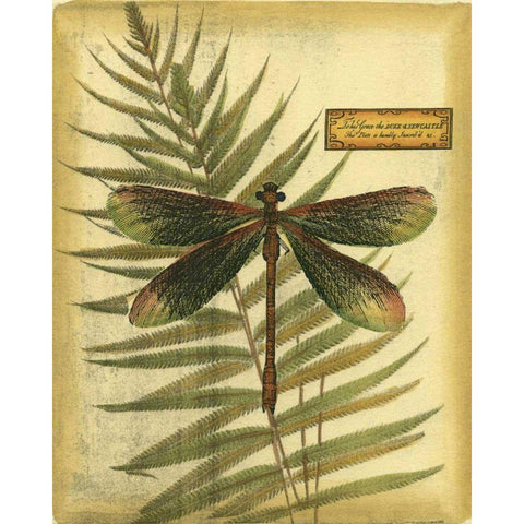 Royal Dragonflies IV Black Modern Wood Framed Art Print with Double Matting by Vision Studio