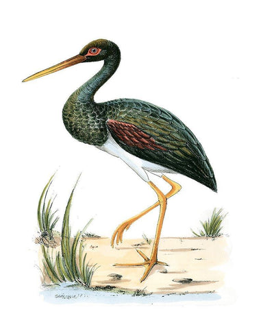 Water Birds II Black Ornate Wood Framed Art Print with Double Matting by Vision Studio