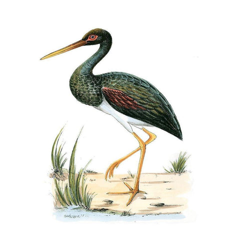 Water Birds II Gold Ornate Wood Framed Art Print with Double Matting by Vision Studio