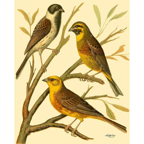 Domestic Bird Family I Black Modern Wood Framed Art Print with Double Matting by Rutledge, W.