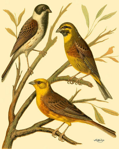 Domestic Bird Family I Black Ornate Wood Framed Art Print with Double Matting by Rutledge, W.