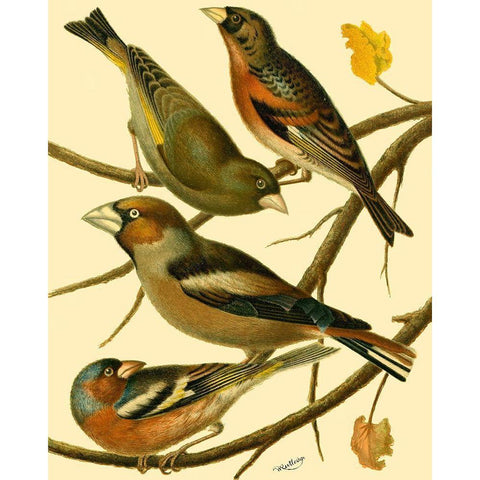 Domestic Bird Family II Gold Ornate Wood Framed Art Print with Double Matting by Rutledge, W.