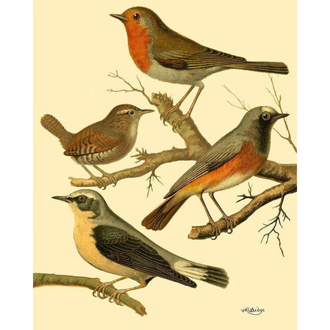 Domestic Bird Family III White Modern Wood Framed Art Print by Rutledge, W.