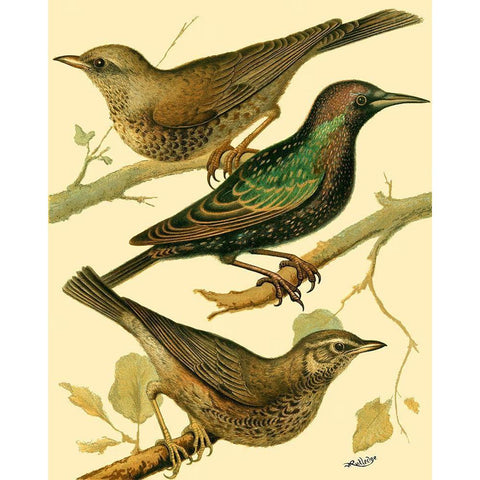 Domestic Bird Family IV Black Modern Wood Framed Art Print with Double Matting by Rutledge, W.