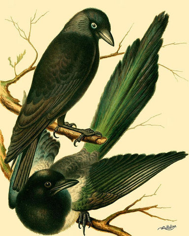 Domestic Bird Family V Black Ornate Wood Framed Art Print with Double Matting by Rutledge, W.