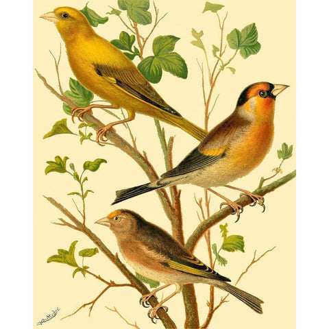 Domestic Bird Family VI White Modern Wood Framed Art Print by Rutledge, W.